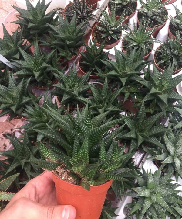 Haworthia Limifolia 8,5 cm