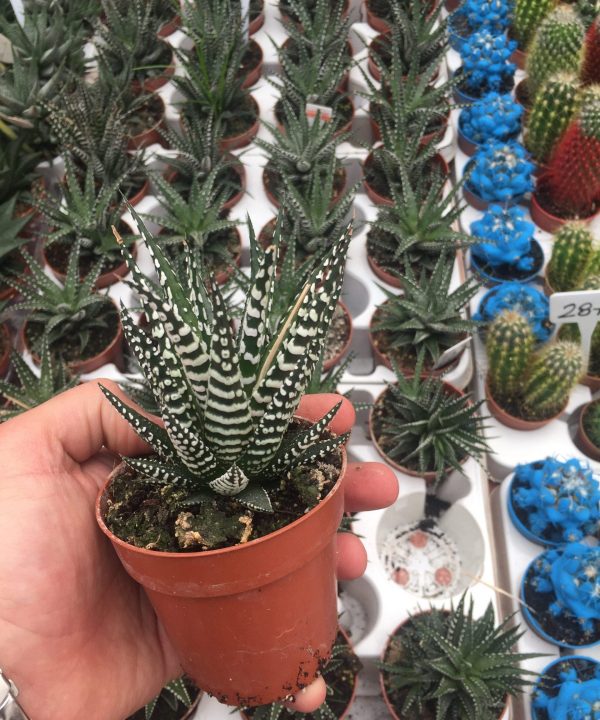 Haworthia Fasciata ( Zebra Plant ) 8,5 cm