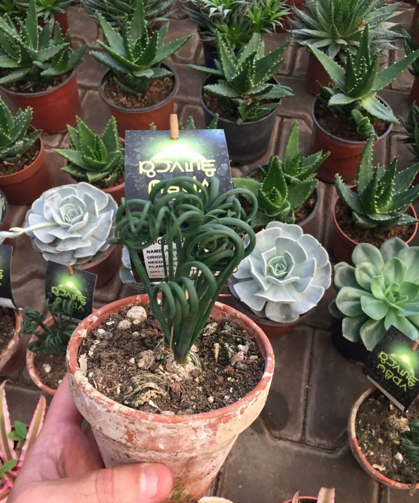 Albuca Spiralis 10 cm