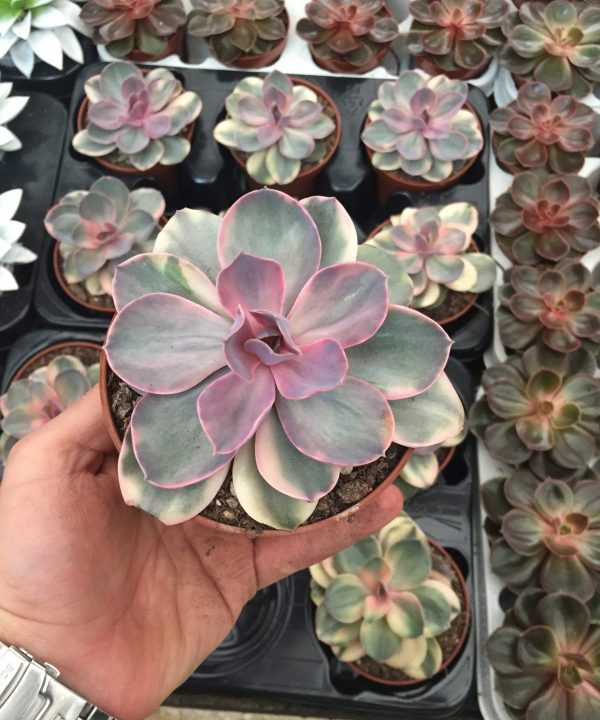 Echeveria Rainbow 10 cm Özel Tür