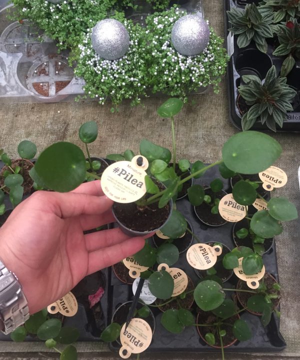 Pilea Peperomioides 5,5 cm