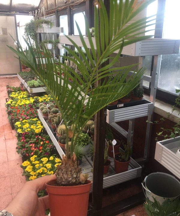 Cycas Japon Sago Palmiyesi