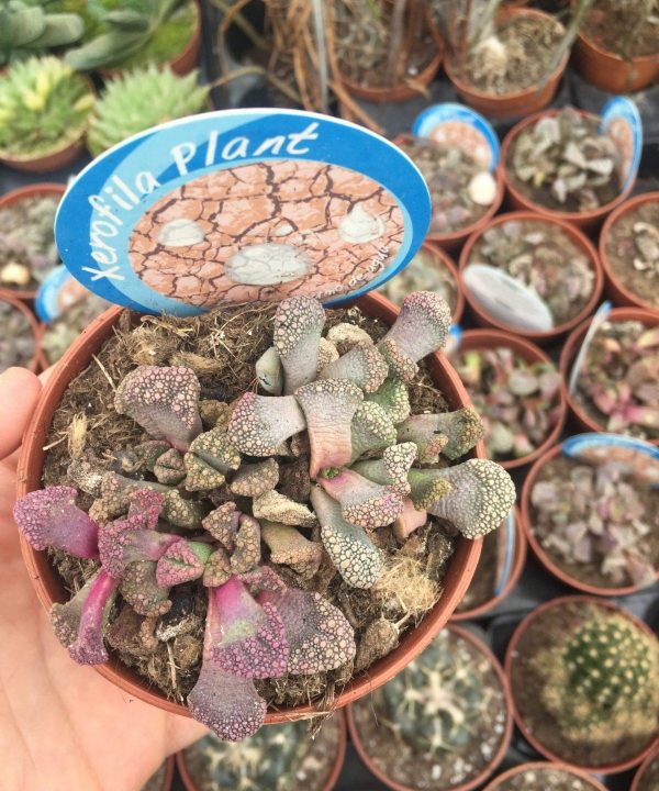 Titanopsis Calcarea 8,5 cm