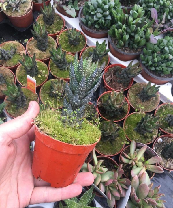 Haworthia Reinwardtii 8,5 cm