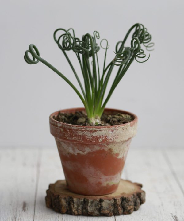 Albuca Spiralis 10 cm