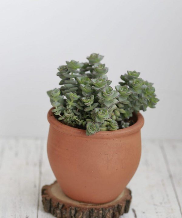 Crassula Conjuncta 10 cm