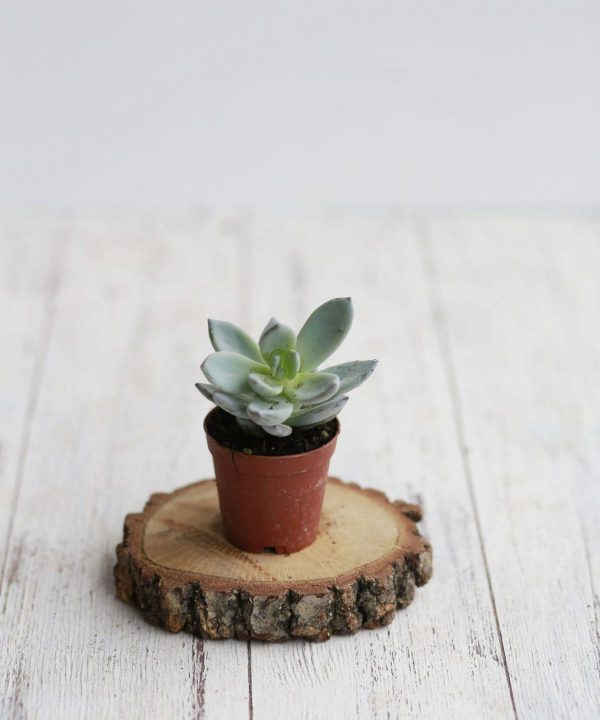 Pachyveria Exotica 5,5 cm
