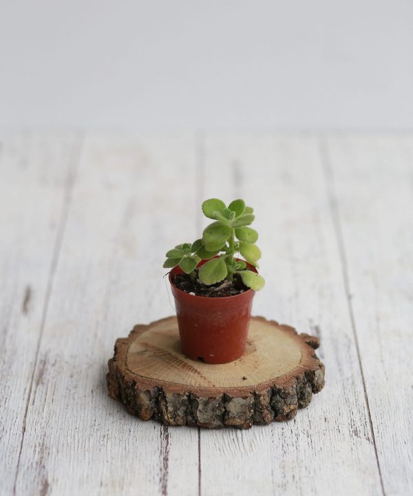 Plectranthus Tomentosa, Küba Kekiği 5,5 cm