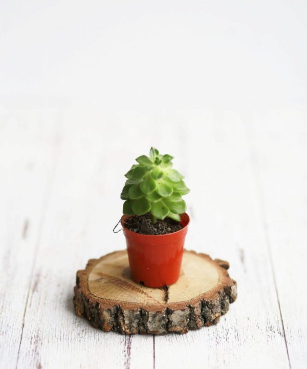 Sedeveria Letizia 5,5 cm