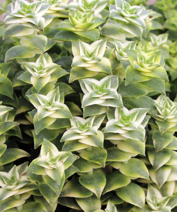 crassula_perforata_variegata_string_of_buttons__38015.1602024249 Crassula perforata variegata string of buttons 38015 1602024249