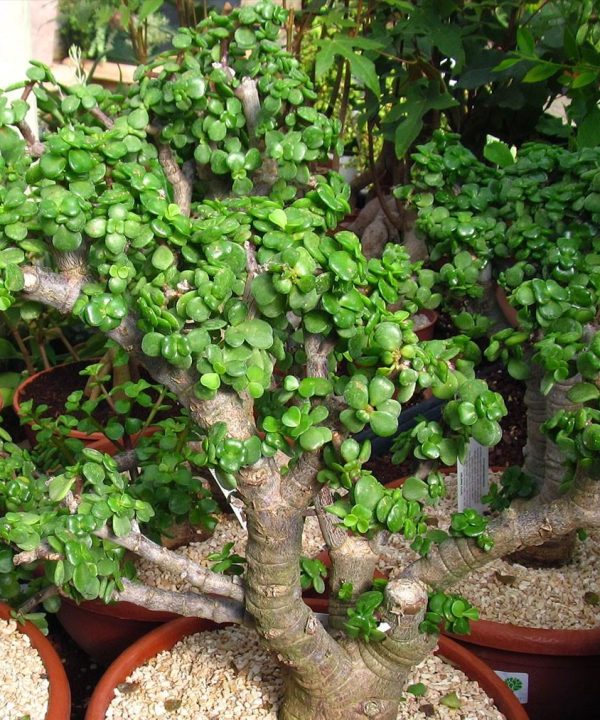 portulacaria_afra6821a Portulacaria afra6821a