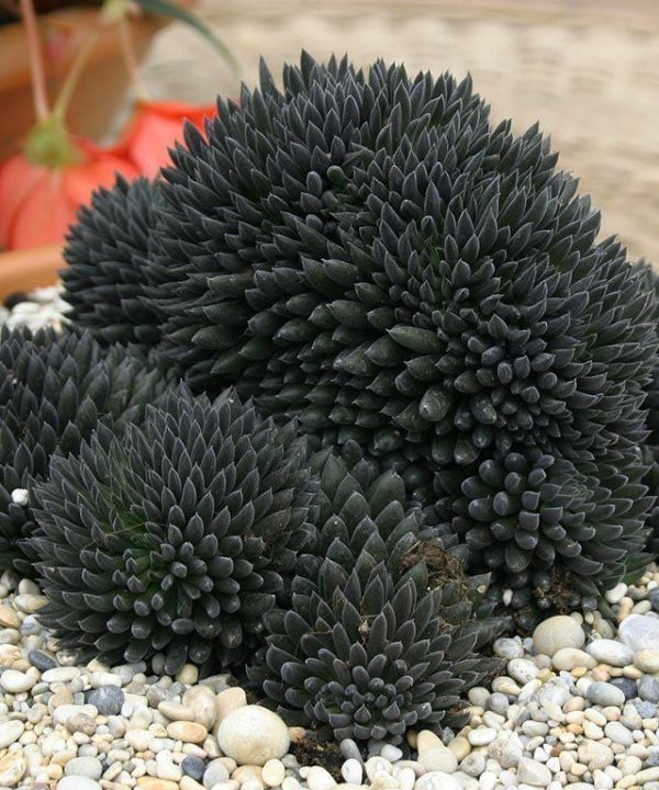 sinocrassula-yunnanensis-sukulent-1 Sinocrassula yunnanensis sukulent 1