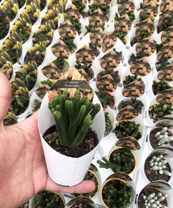 Crassula Pyramidalis 8,5 cm