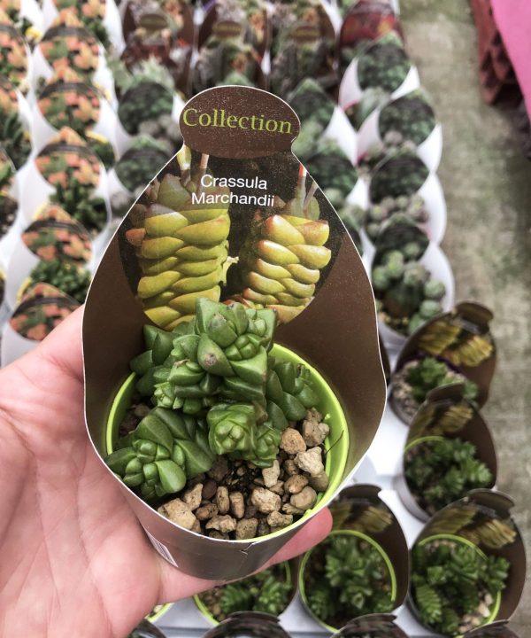 Crassula Marchandii 8,5 cm