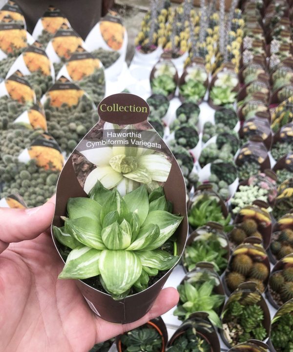 Haworthia Cymbiformis Variegata 8,5 cm