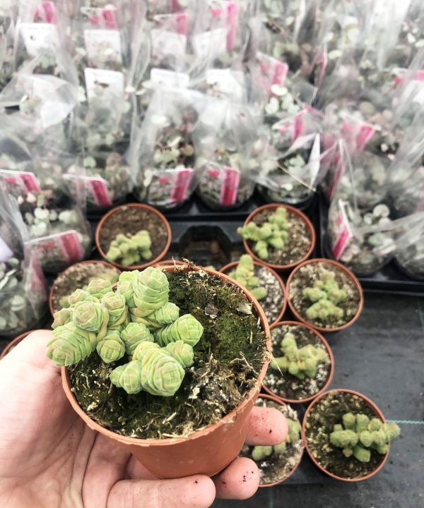 Crassula Plegmatoides( Crassula Arta ) 8,5 cm