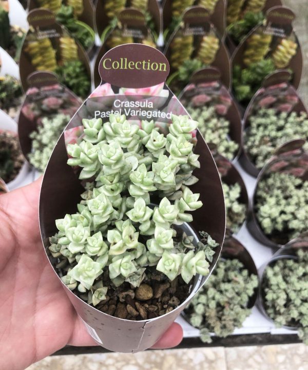 Crassula Pastel Variegata 8,5 cm