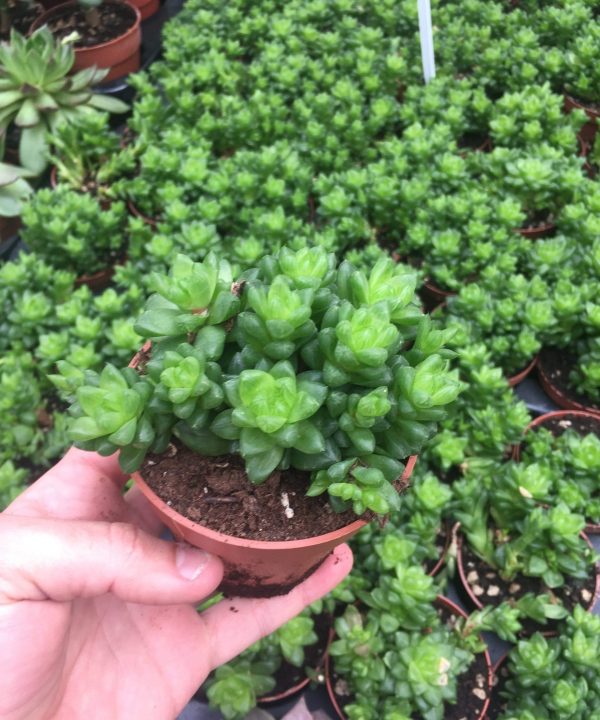 Haworthia Cymbiformis var Obtusa 8,5 cm