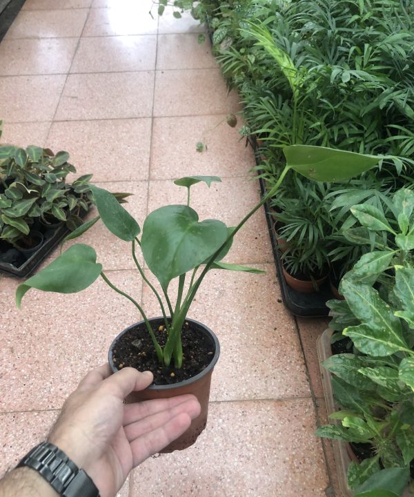 Monstera, Deve Tabanı