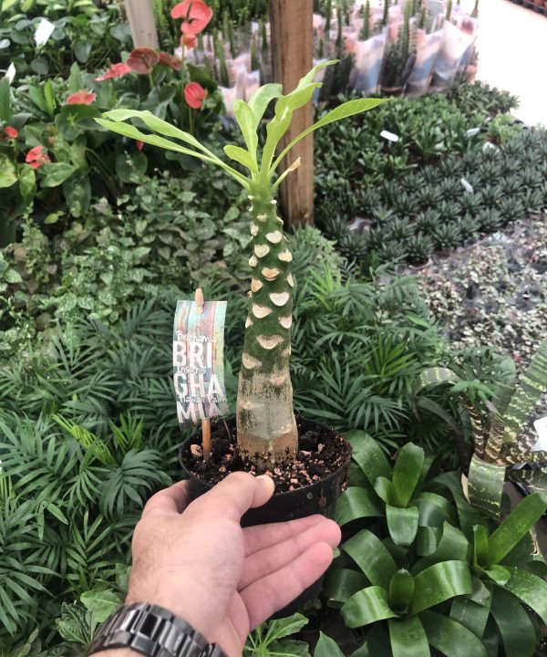 Hawaııan Palms, Brighamia İnsignis